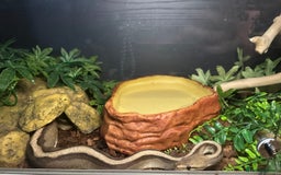 Snake reptiles for sale: Beautiful G-Stripe - Image 7