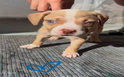 American Bully dogs for sale: Beautiful American Bullies (NOT XL) - Image 6