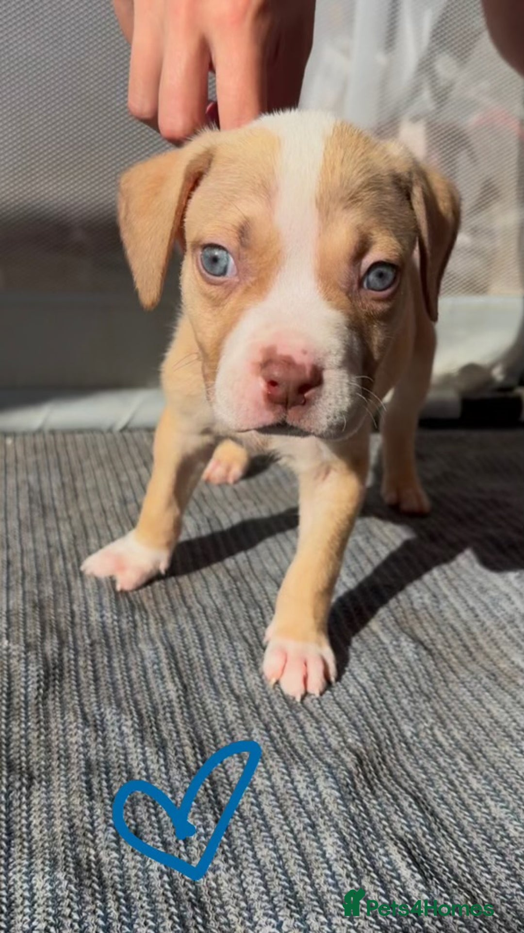 American Bully dogs for sale: Beautiful American Bullies (NOT XL) - Image 6