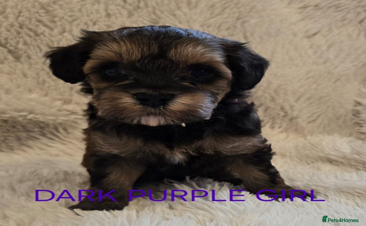 Tibetan Terrier dogs - Advert 1