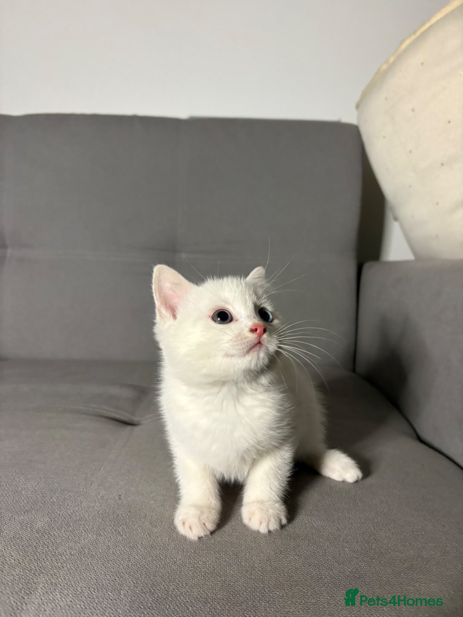 Mixed Breed cats X3 Mixed Ginger/Turkish Angora Kitten - Ready now - Advert 17