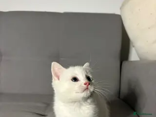 Mixed Breed cats X3 Mixed Ginger/Turkish Angora Kitten - Ready now - Advert 17