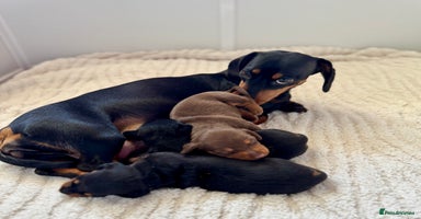 Miniature Dachshund dogs - Advert 12