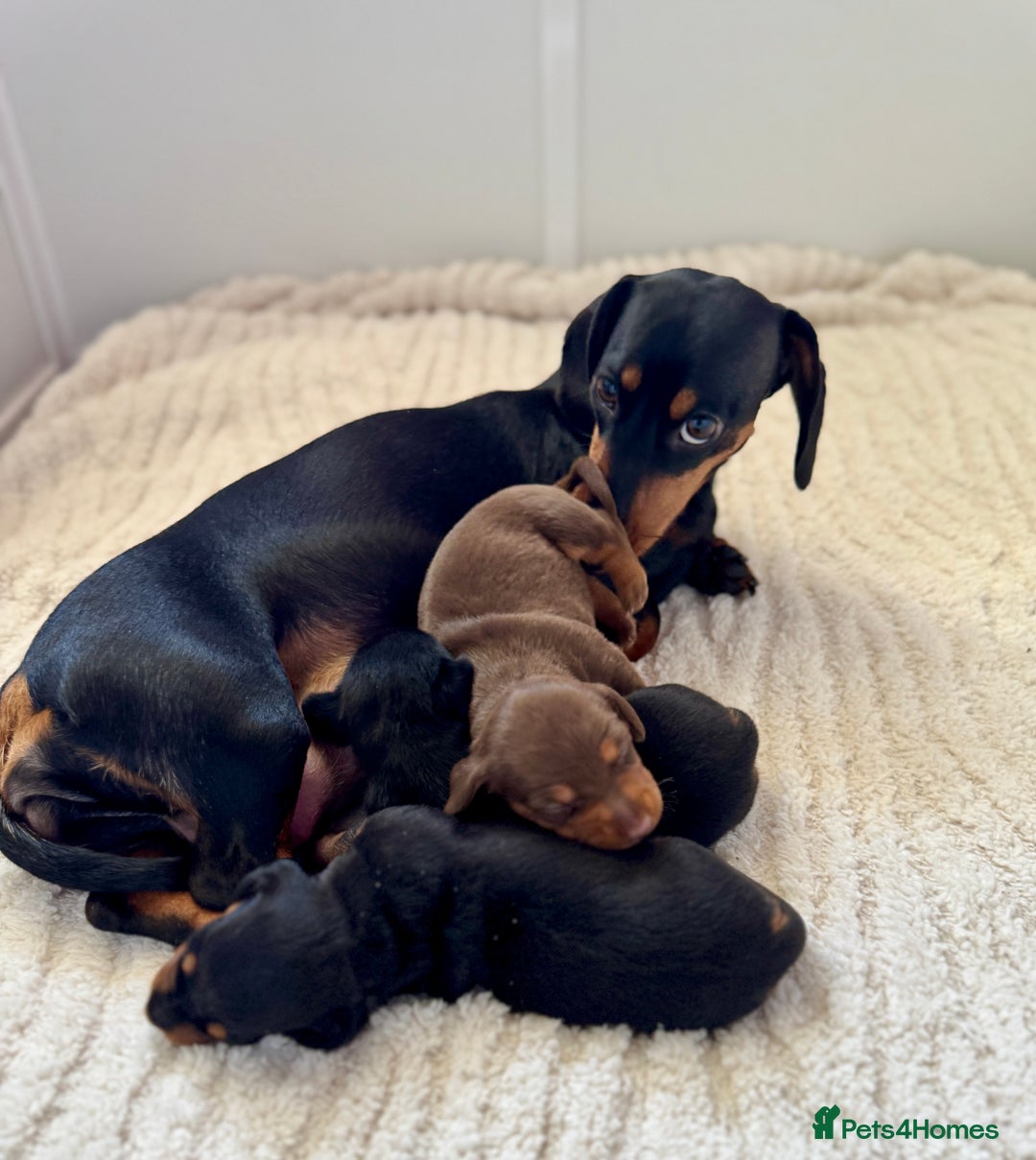 Miniature Dachshund dogs for sale: Mini Dachshund puppies, PRA clear, health tested - Image 3