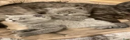 British Longhair cats for sale: British long hair  in Bradford - Advert 6