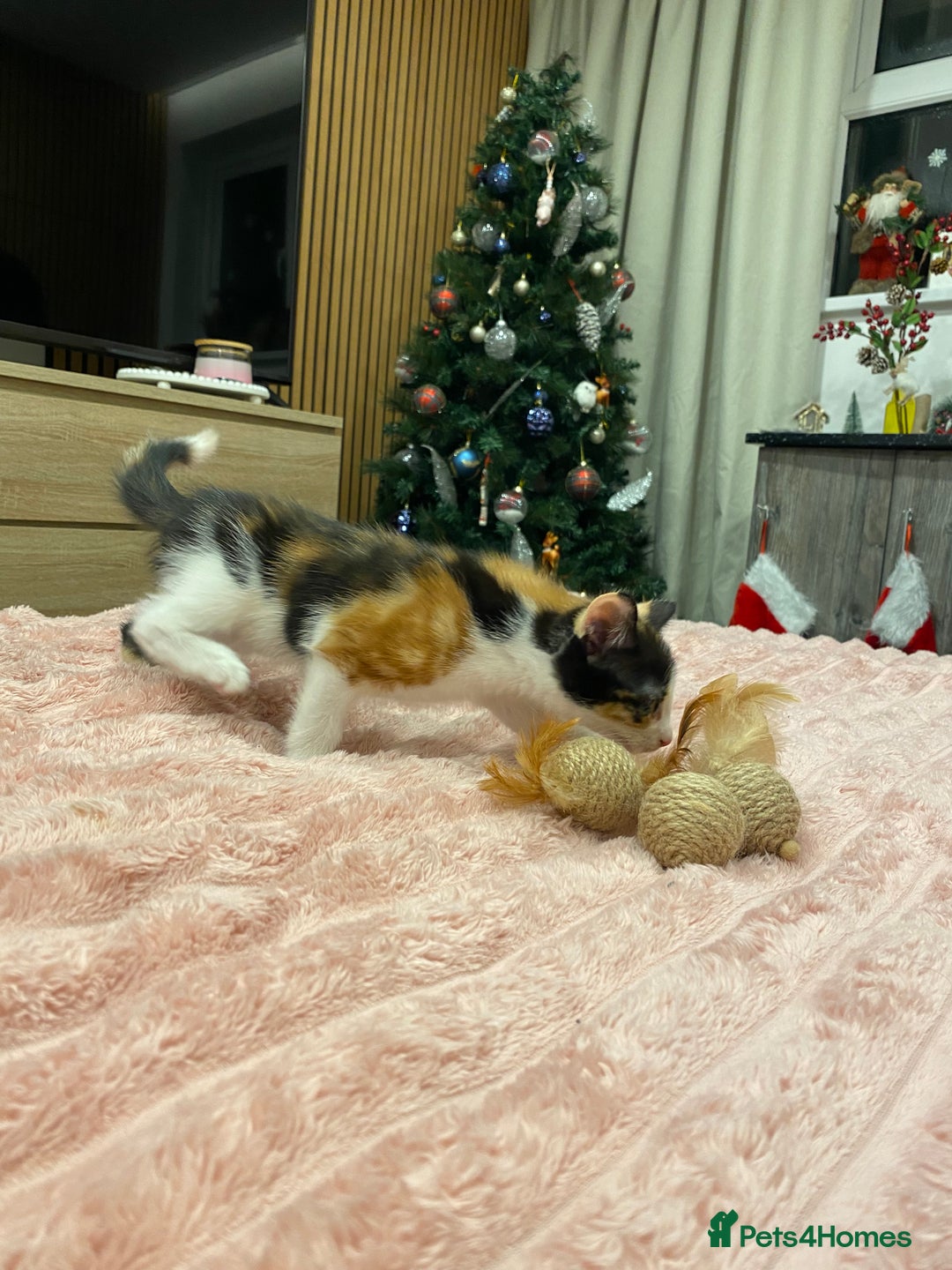 Mixed Breed cats for sale: 5 lovely kittens for sale - Advert 21