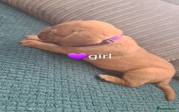 Dogue De Bordeaux dogs for sale: Dogue de bordeaux puppies - Image 16