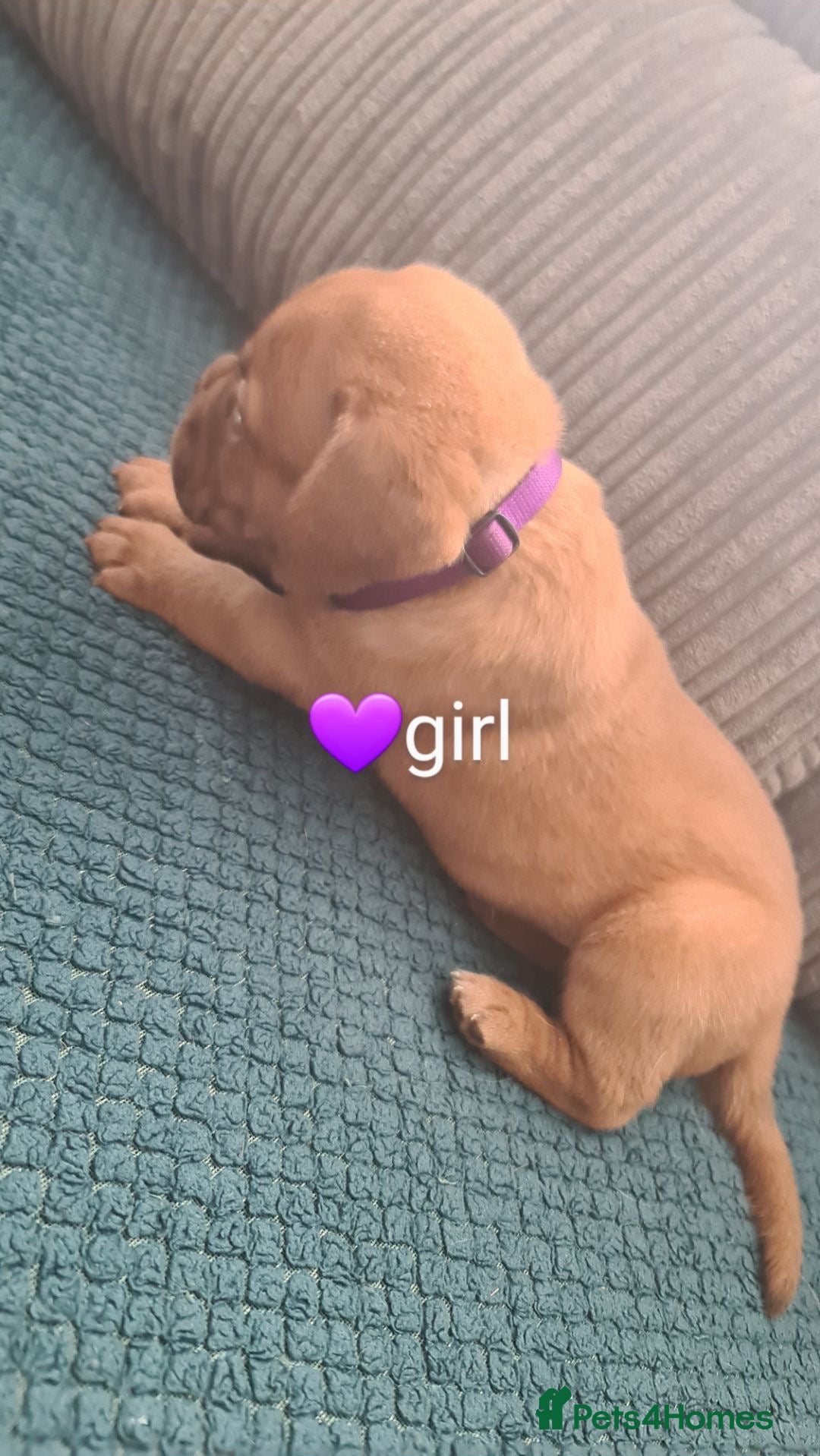 Dogue De Bordeaux dogs for sale: Dogue de bordeaux puppies - Image 16