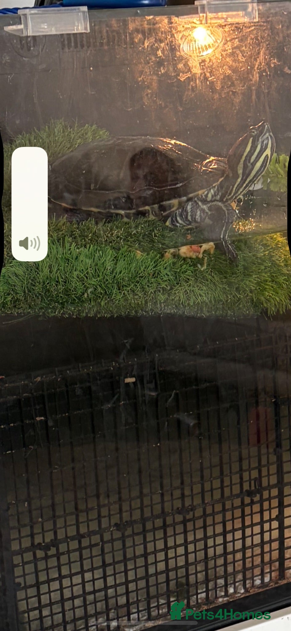 Turtle reptiles Terrapin turtle  - Advert 2