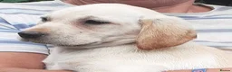 Labrador Retriever dogs for sale: Gorgeous yellow labrador puppies - Advert 2