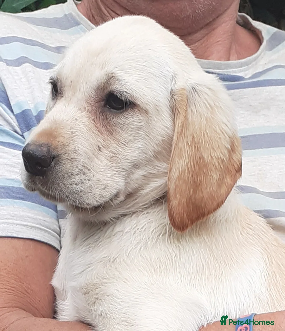 Labrador Retriever dogs for sale: Gorgeous yellow labrador puppies - Advert 2