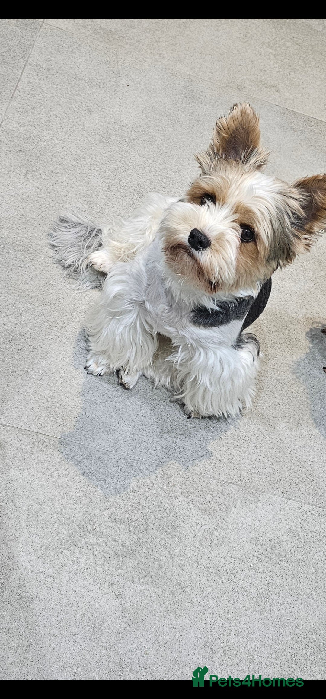 Yorkshire Terrier dogs for sale: 3 boys biewer yorkshire terrier with IHR Pedigree - Advert 25