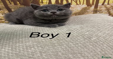 British Shorthair cats British shorthair kittens  - Advert 11