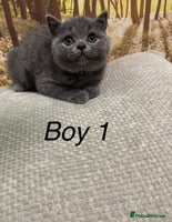 British Shorthair cats British shorthair kittens - Advert 11