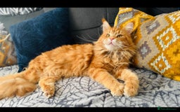 Maine Coon cats for sale: Pure breed main coon boys looking for loving home - Image 12