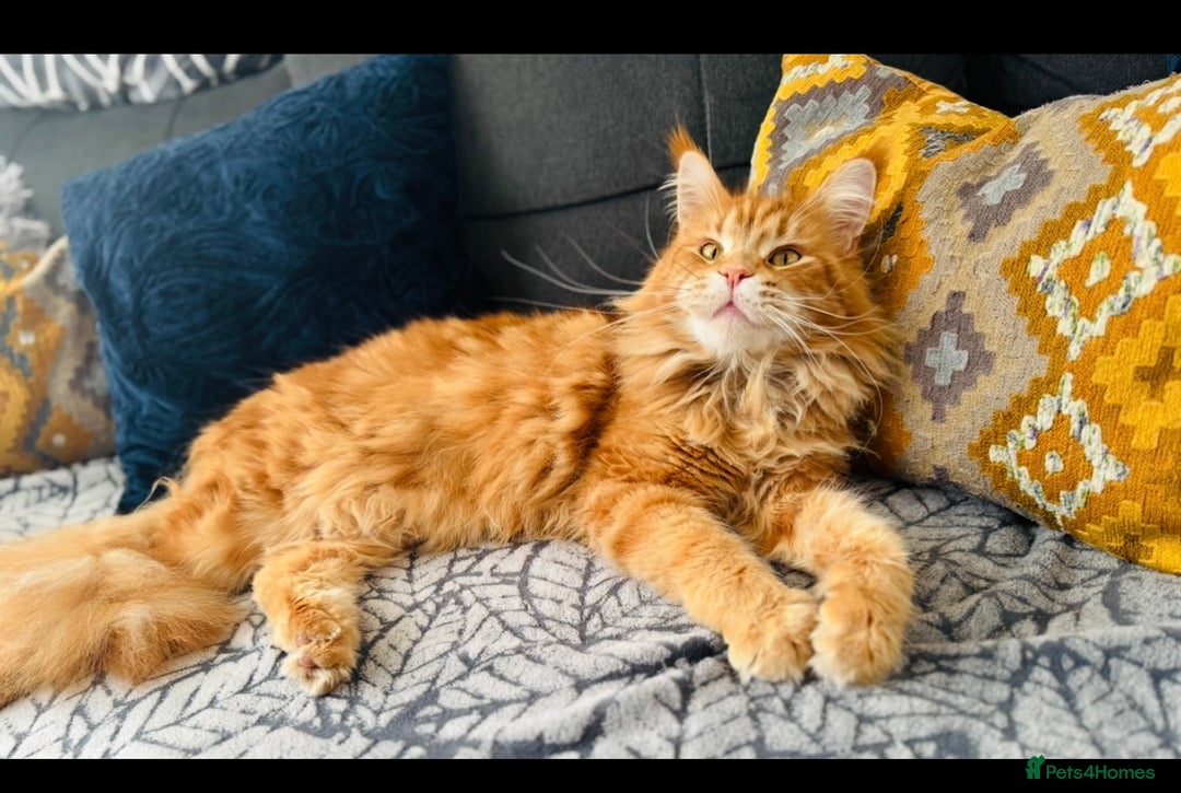 Maine Coon cats for sale: Pure breed main coon boys looking for loving home - Image 12