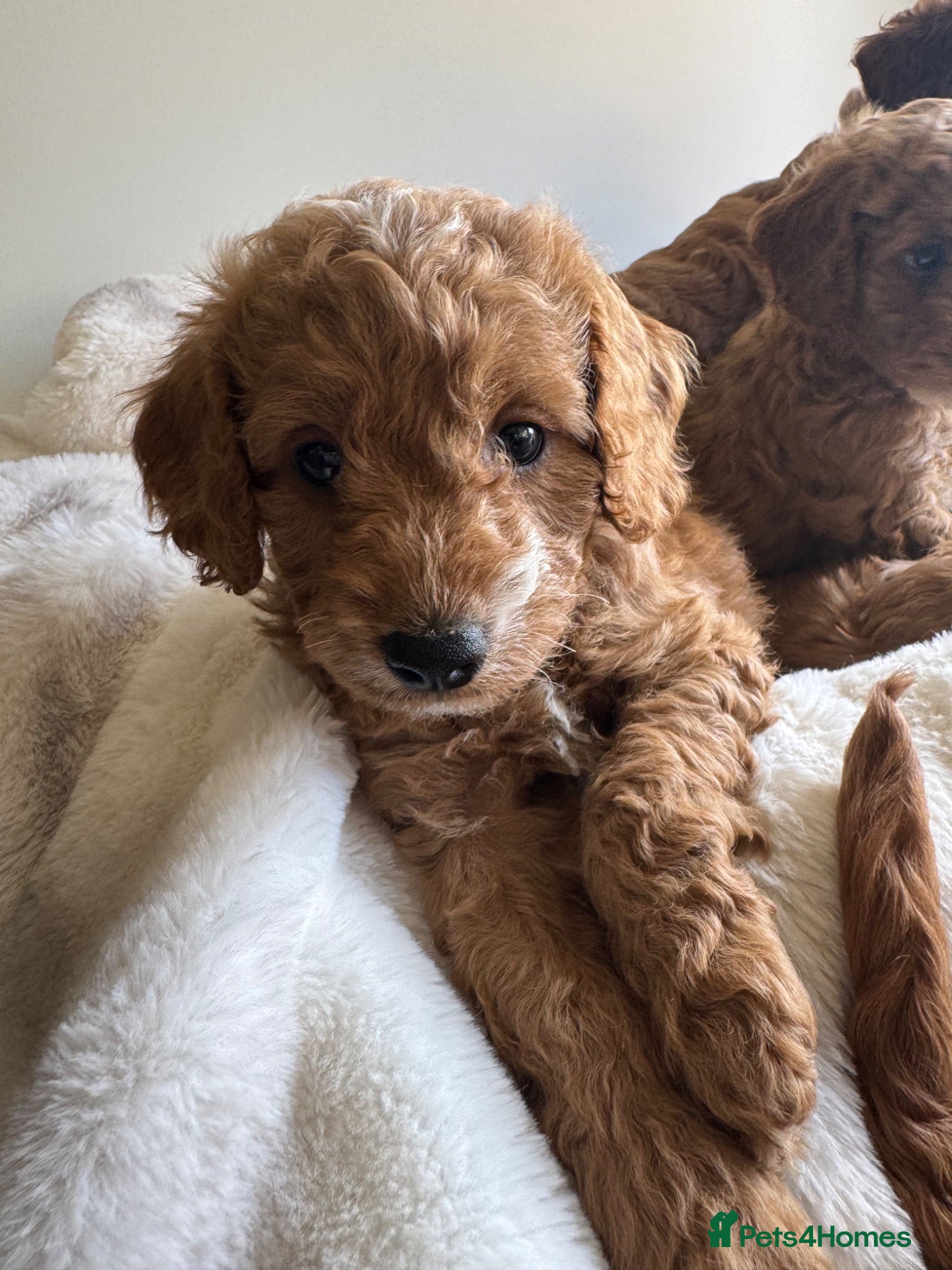 Cavapoo dogs Beautiful Cavapoo Puppies  - Advert 8