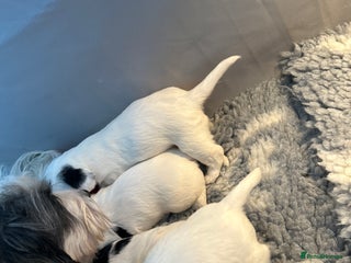 Sealyham Terrier dogs - Advert 2