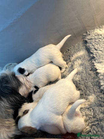 Sealyham Terrier dogs - Advert 2