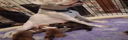 Boxer dogs for sale: PEDIGREE BOXER PUPPIES - Advert 2