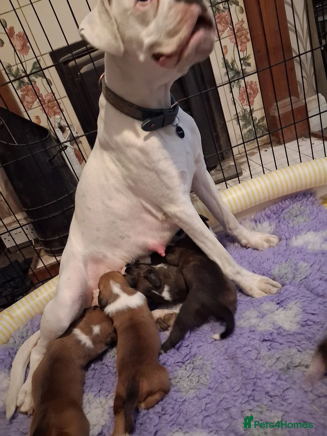 Boxer dogs for sale: PEDIGREE BOXER PUPPIES - Advert 2