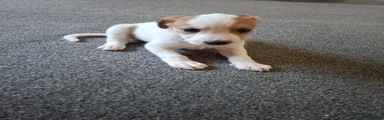 Mixed Breed 2