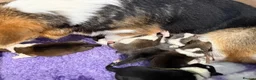 Welsh Corgi Pembroke dogs for sale: Kc registered Welsh Pembroke corgis 🇬🇧 - Advert 2