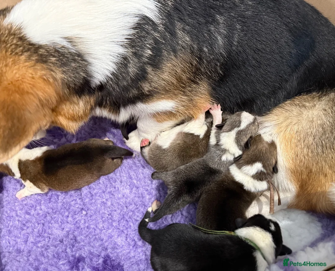 Welsh Corgi Pembroke dogs for sale: Kc registered Welsh Pembroke corgis 🇬🇧 - Advert 2