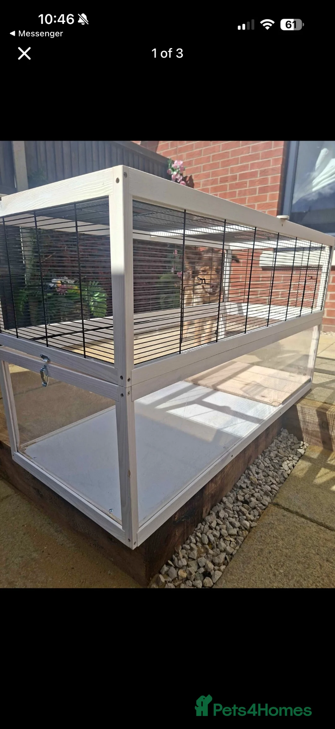 Gerbil rodents for sale: Gerbils for rehoming  in Brandon - Advert 1