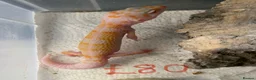 Leopard Gecko reptiles for sale: Albino leopard geckos cb26 in Gloucester - Advert 5