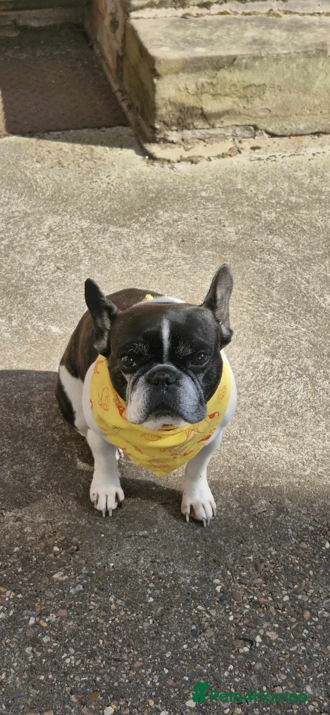 French Bulldog dogs for adoption: LUNA – A Little Lady Looking for Her Forever Sofa in Nottingham - Advert 2