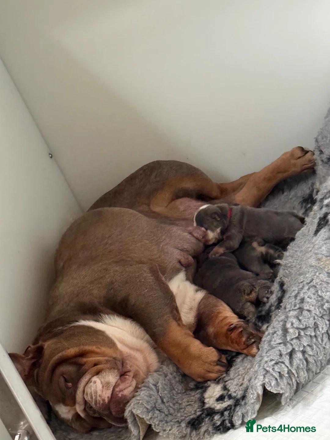 English Bulldog dogs for sale: English Bulldog Puppies  - Advert 1