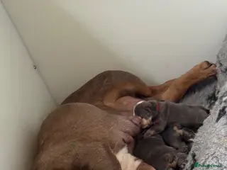 English Bulldog dogs English Bulldog Puppies - Advert 6