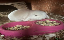 Mini Lop rabbits for sale: pure breed mini lops for sale - Advert 6