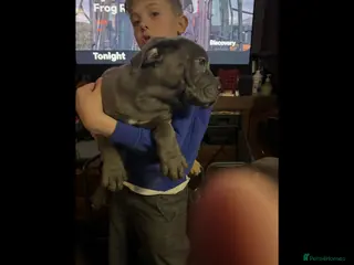 Cane Corso dogs Stunning pure cane corso puppies - Advert 3