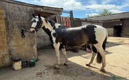 Holstein horses for sale: Fantastic veteran family horse  - Advert 8