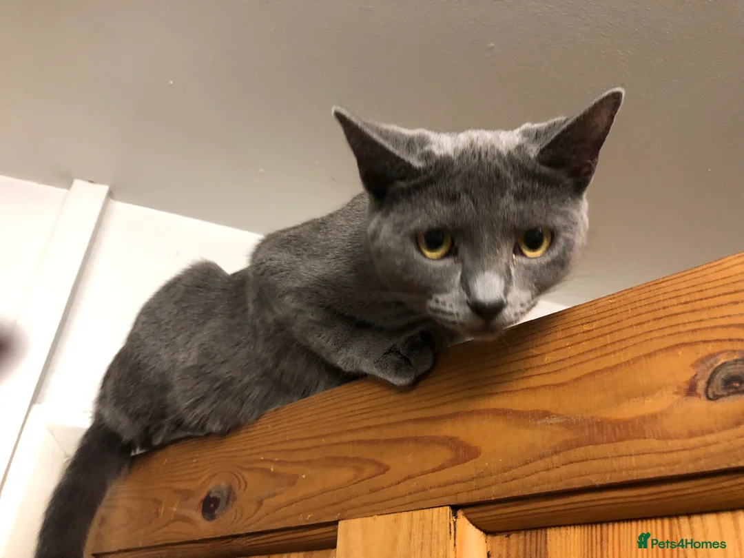 Russian Blue cats for sale: Russian blue female - Advert 5