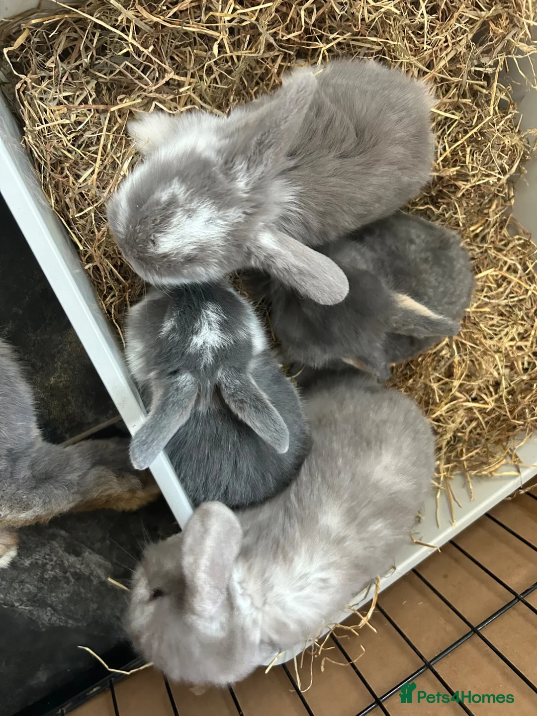 French Lop rabbits for sale: Litter of French lop rabbits  - Advert 2