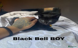 Neva Masquerade cats for sale: Sweet bengal x kittens  - Image 6