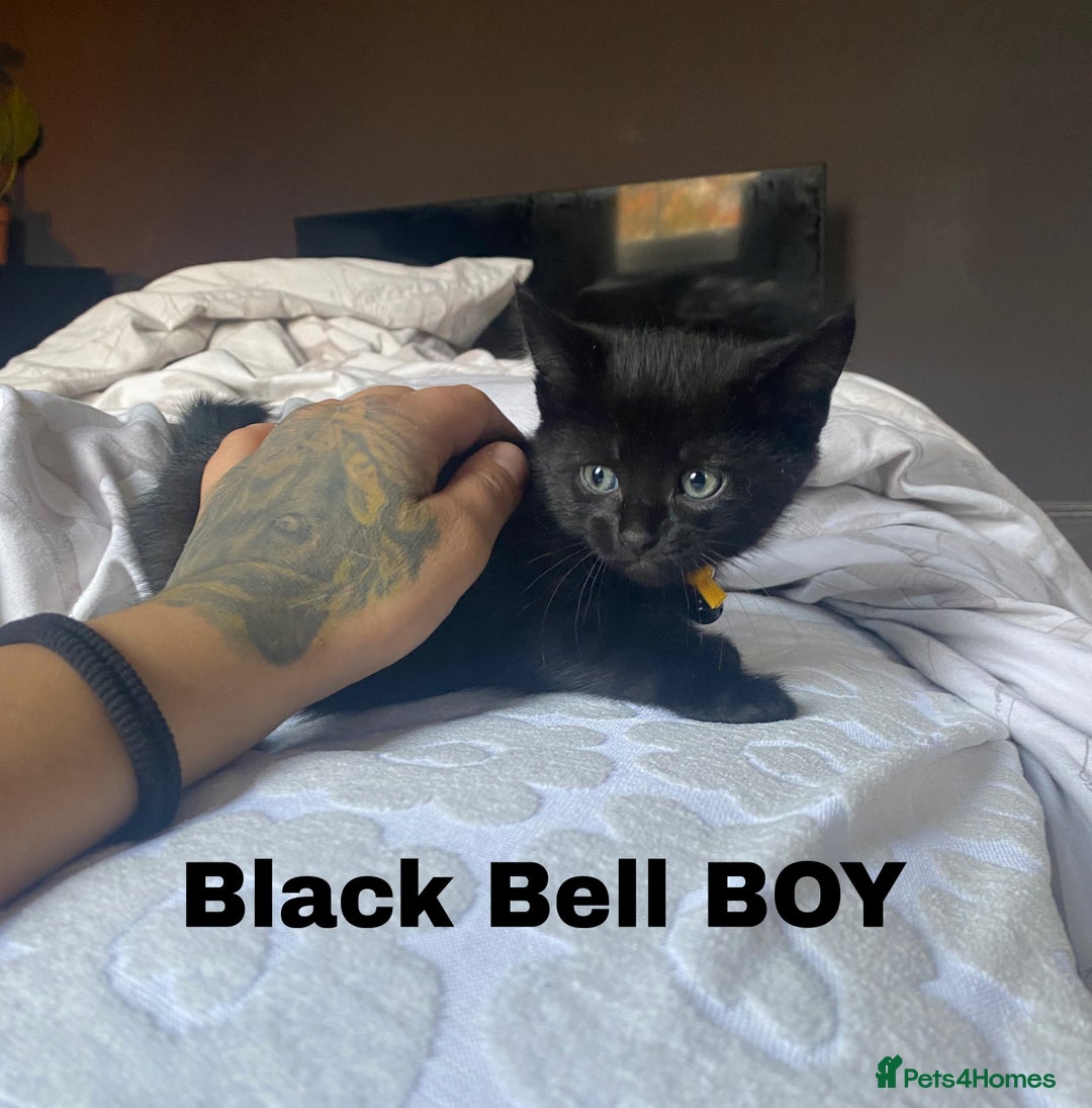 Neva Masquerade cats for sale: Sweet bengal x kittens  - Image 6