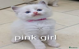 Ragdoll cats for sale: 6 beautiful pure Ragdoll  - Image 4