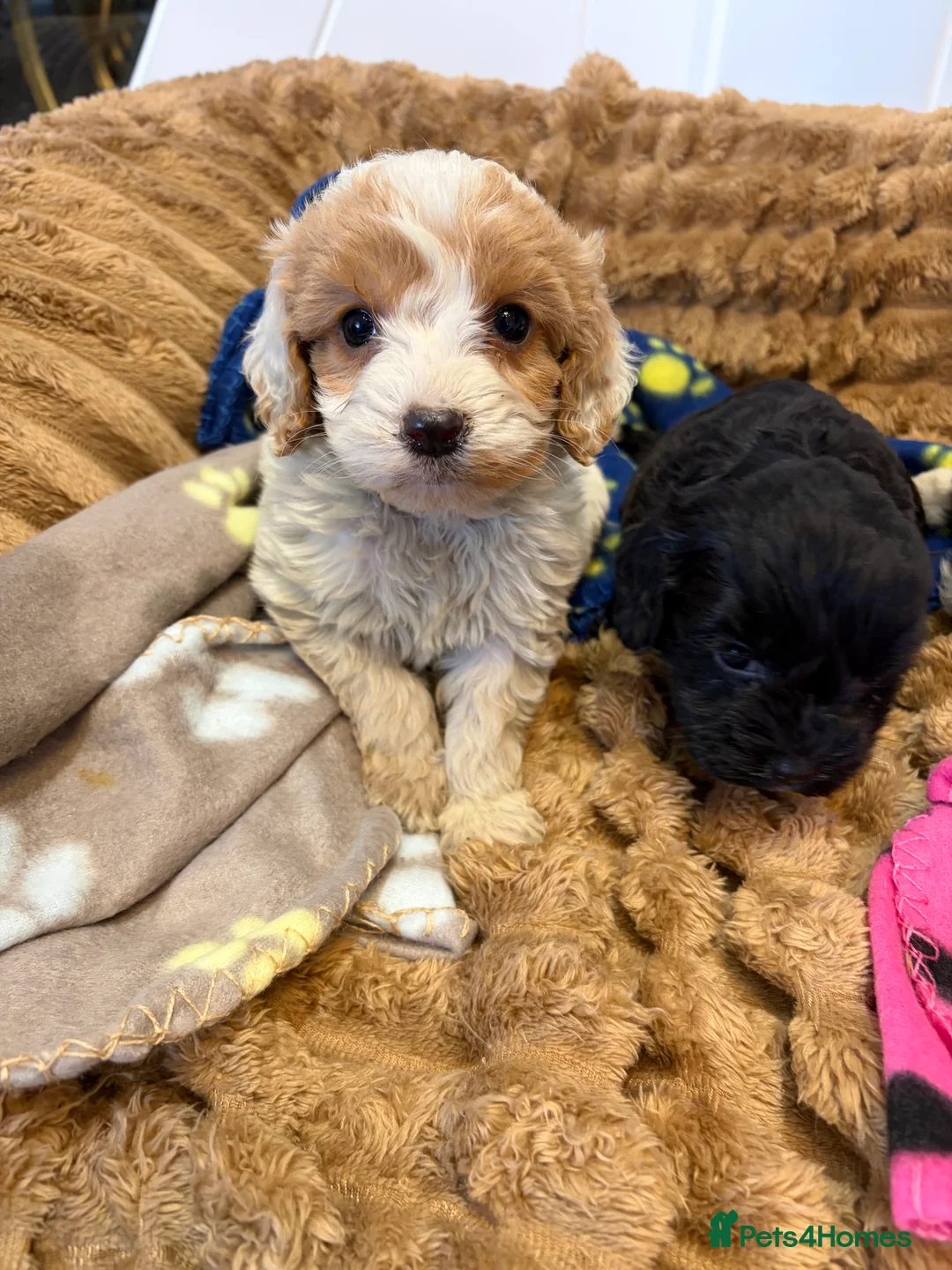 Cockapoo dogs for sale: 🐾STUNNING COCKERPOO F1 REGISTERED BREEDER🐾 - Advert 7