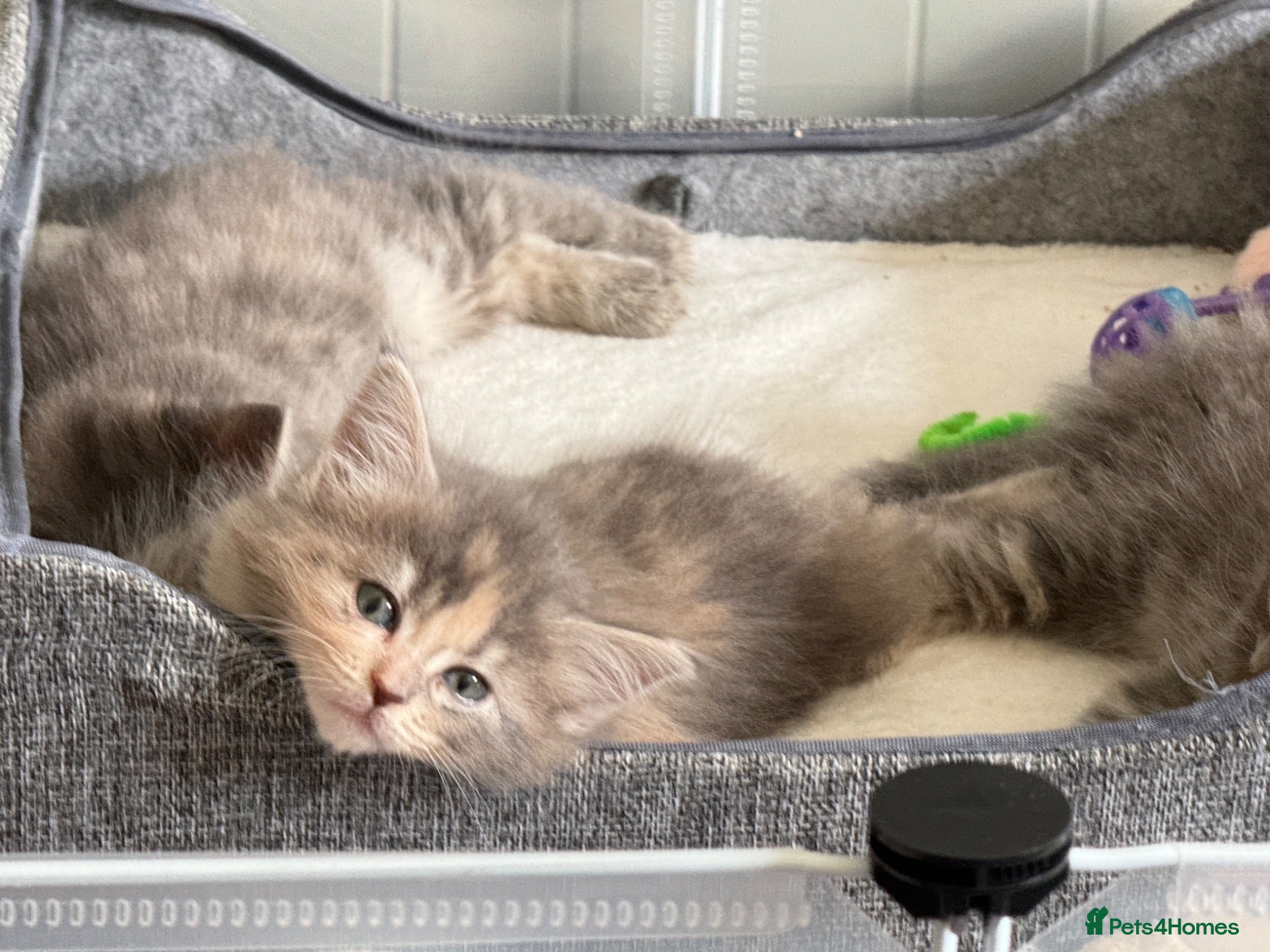 Ragcoon cats Gorgeous, fluffy litter of 6 RagCoon Kittens - Advert 1