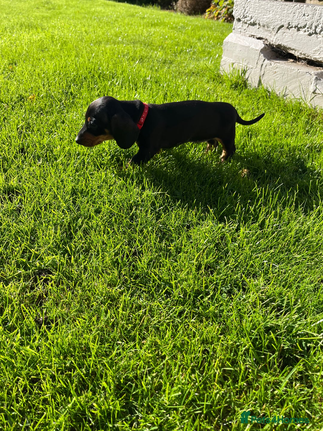 Miniature Dachshund dogs for sale: KC Registered beautiful miniature Dachshund  - Advert 4