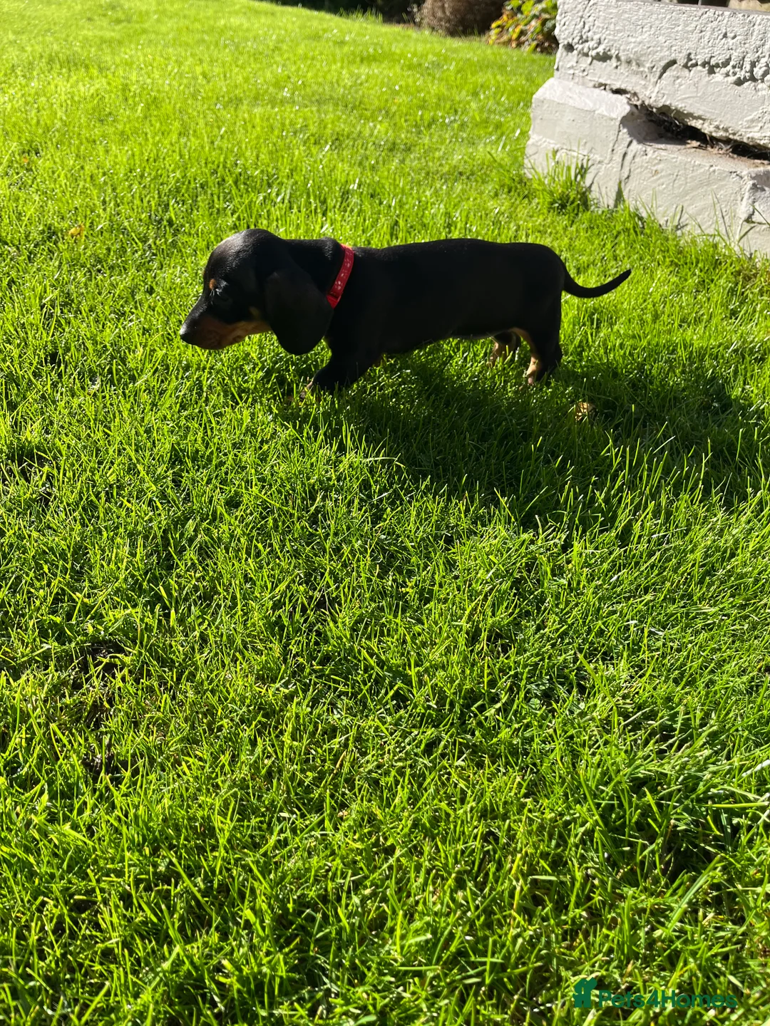 Miniature Dachshund dogs for sale: KC Registered beautiful miniature Dachshund  - Advert 4