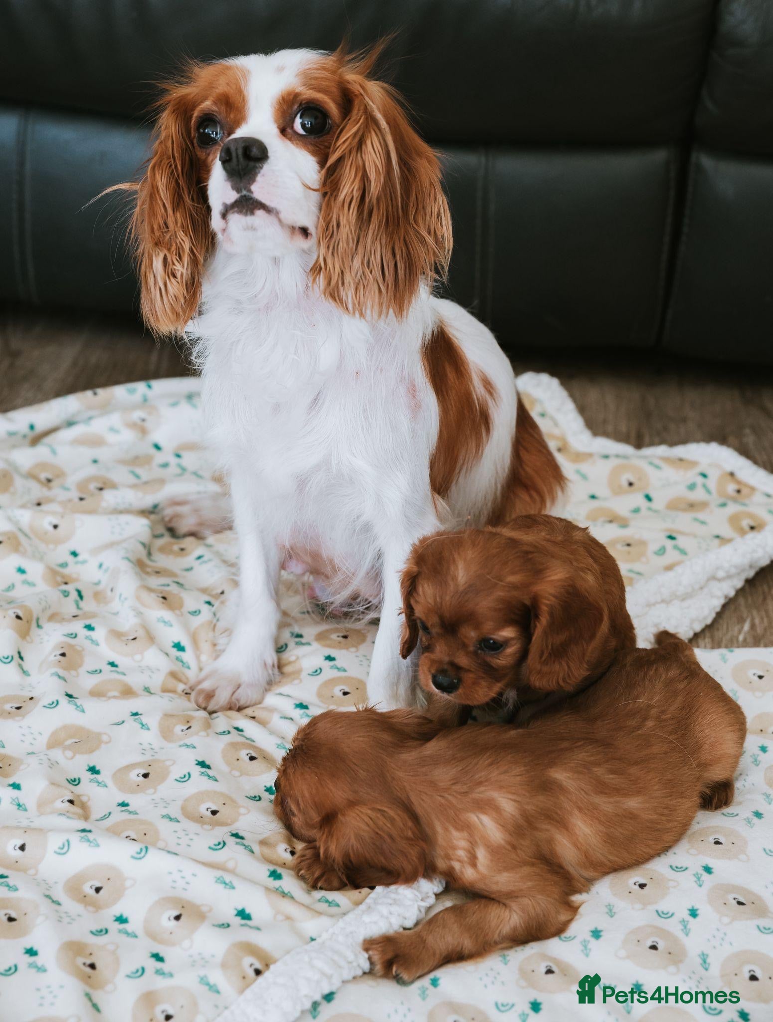 Cavalier King Charles Spaniel dogs King Charles cavalier puppies ruby - Advert 1