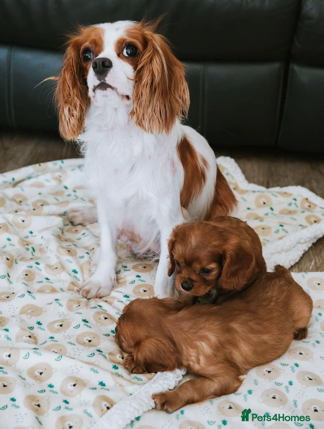 Cavalier King Charles Spaniel dogs for sale: King Charles cavalier puppies ruby - Advert 1