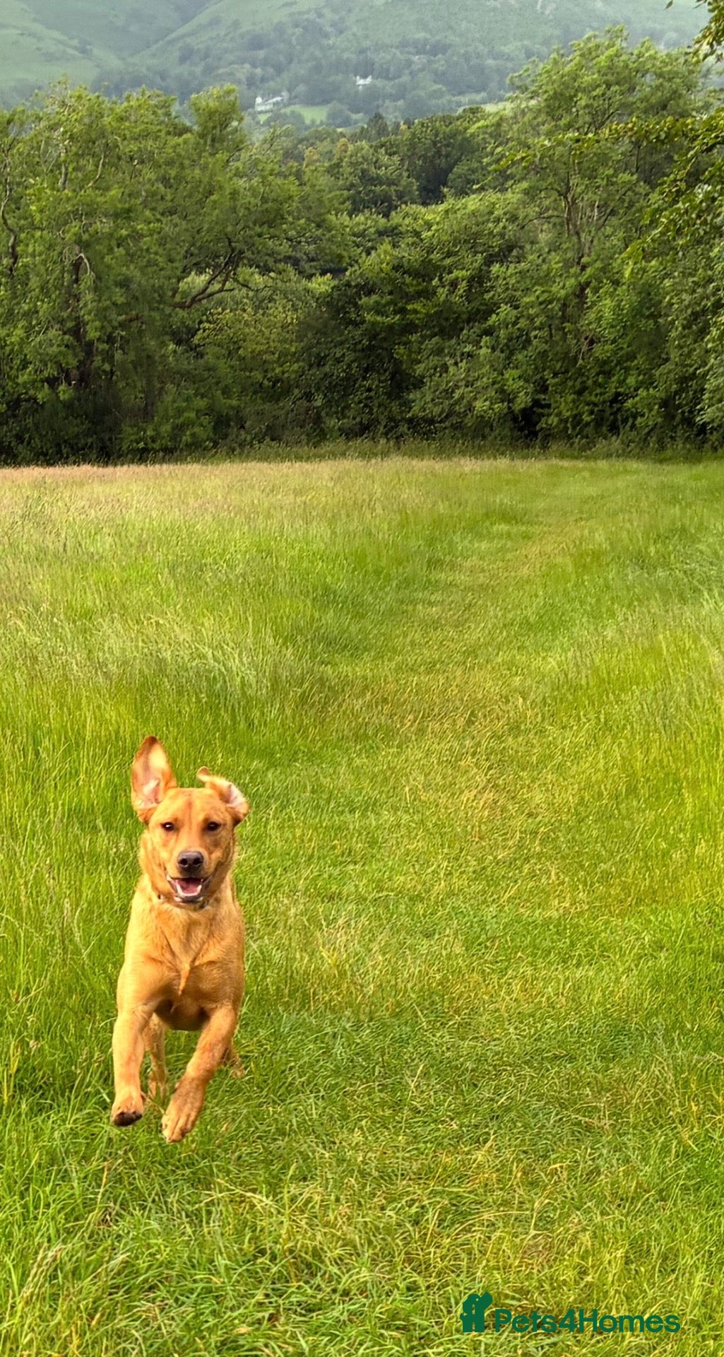 Labrador Retriever dogs 1st time stud deal KC Reg and fully health tested. - Advert 1