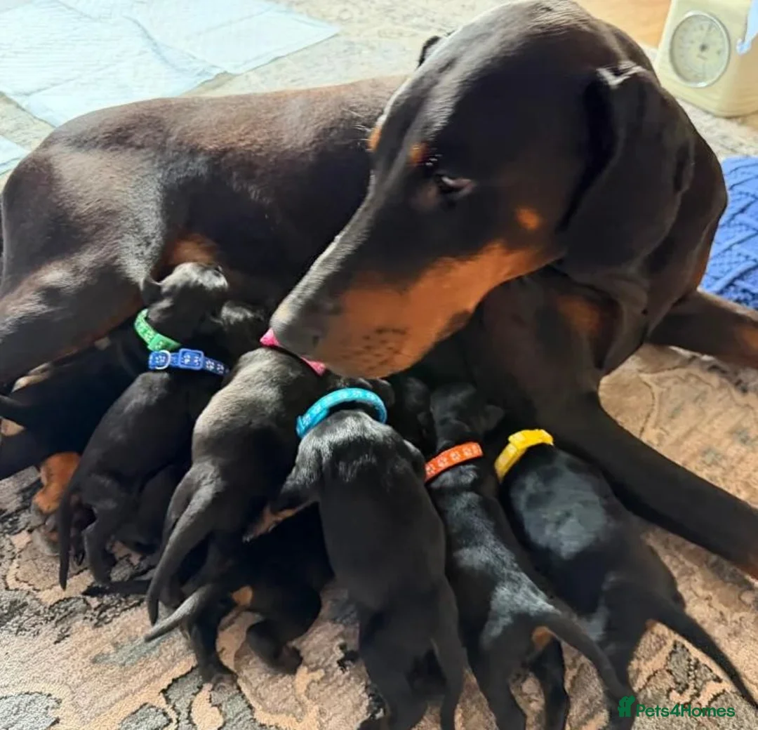 Dobermann dogs for sale: A Little Doberman, A Lifetime of Love in Birmingham - Advert 1