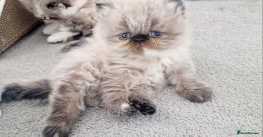 Persian cats - Advert 4